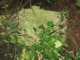 image of grave number 443988
